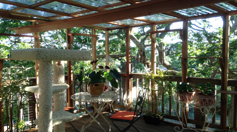 10 Reasons Your Cat Needs A Catio under Your Patio Roof