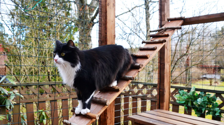 Turn your Patio into a Catio – the purrfect enclosure for your feline friends