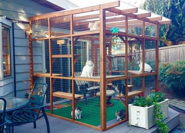 catio cat patio