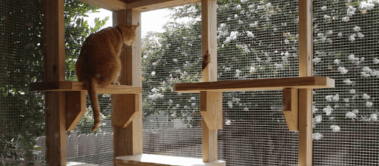 Making the Most of Your Cat Run: Ideas for Enrichment and Play